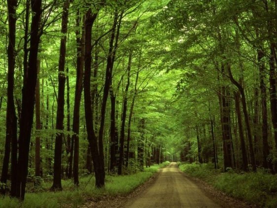 أهمية المحافظة على الغابات