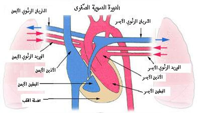 الدورة الدموية
